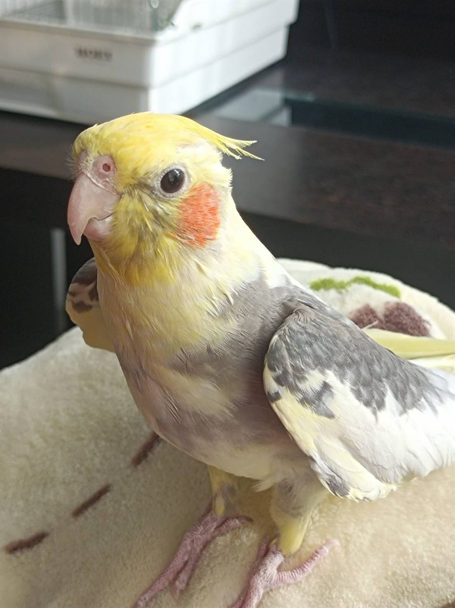 miraimiraiasa's tweet photo. インコ探してます！！

実家のオカメインコが逃げてしまいました。

3月30日午前9時30分頃。
場所は兵庫県尼崎市食満付近です。
お心当たりがある方はDMにてご連絡して頂けると幸いです。

朝からずっと探してるけど見つかりません。
「こうすれば見付かるかも」と助言頂ければ嬉しいです。 https://t.co/evXti8Kvot