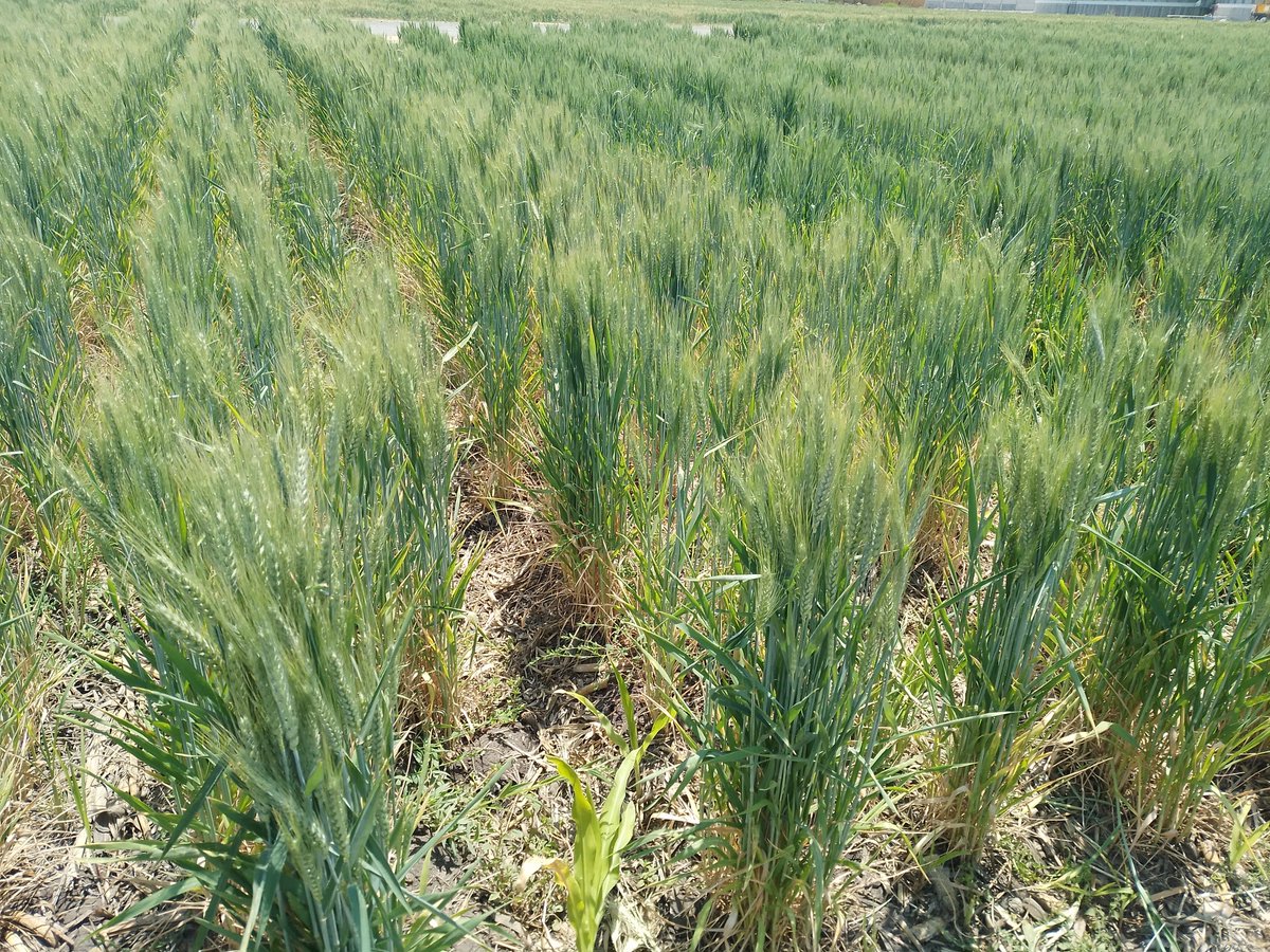 Trigo sin fertilizacion, con y sin vicia intercalado en la plataforma Irapuato I (proyecto Agriba).
Aunque es el primer ciclo de evaluación, ya vemos un  mejor desarrollo del trigo en ausencia de la fertilizacion cuando sembramos vicia y trigo junto.