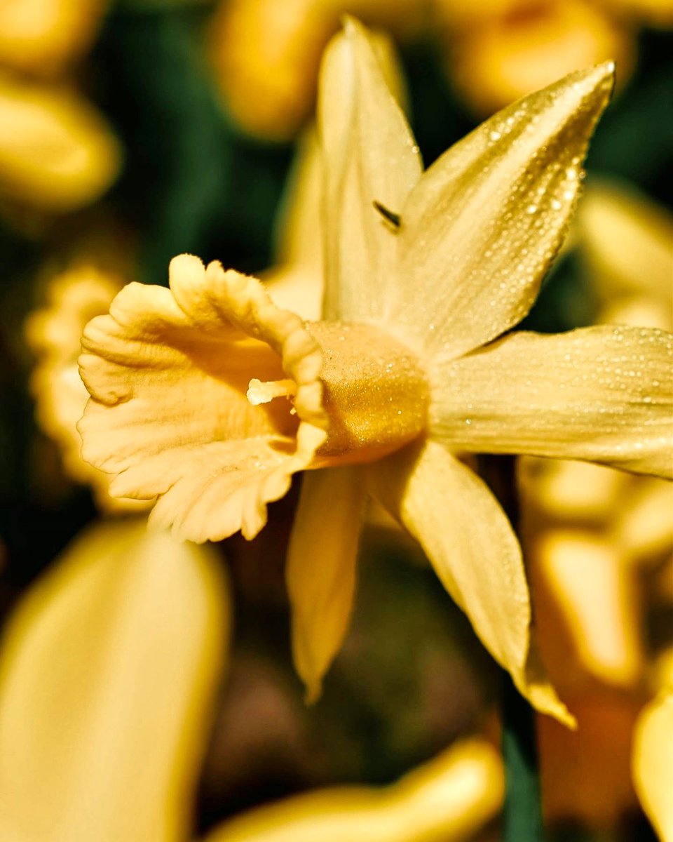 ClaireNFT's tweet photo. The joy of daffodil season! The celebration of the color yellow can be seen everywhere. Do you feel spring is here when seeing yellow? #color #colour #dadfodils #flowers #nature #yellow #colourful #colorfull #colorresearch #colorforecasting #colorplayassignment https://t.co/a5Kbg1qEoi