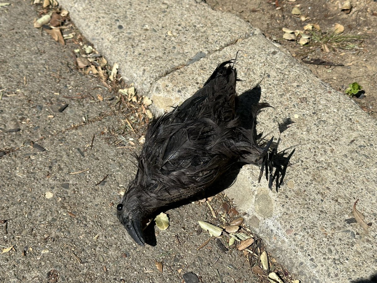 ken_lunde's tweet image. I found the #Unicode15 emoji 🐦‍⬛ on Monday during an afternoon walk.