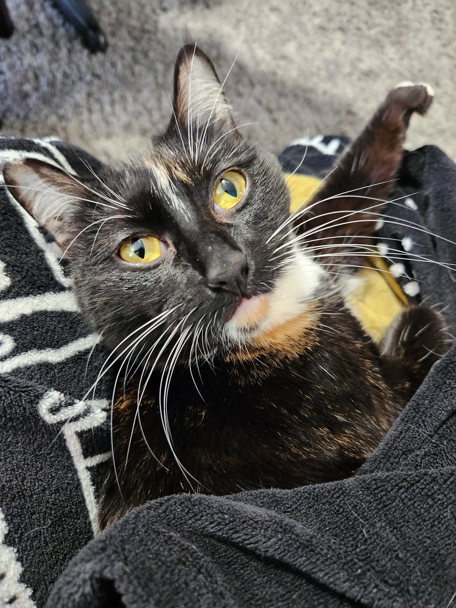 evilbluedream's tweet photo. I feel bad for people without pets. https://t.co/BxJFyTWaCi