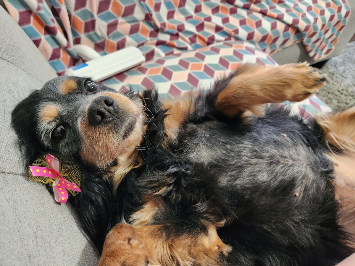 evilbluedream's tweet photo. I feel bad for people without pets. https://t.co/BxJFyTWaCi