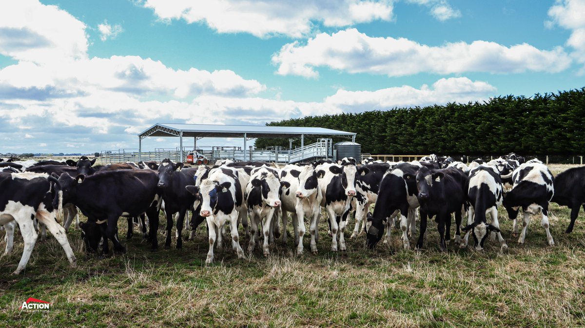 ActionSteel's tweet photo. A recently completed 25.5m x 18m x 4m cattle yard cover. 👌

📍 Kolora VIC

#ActionSteel #BigSheds #cattle #cattleyards https://t.co/iV1APvVZa8