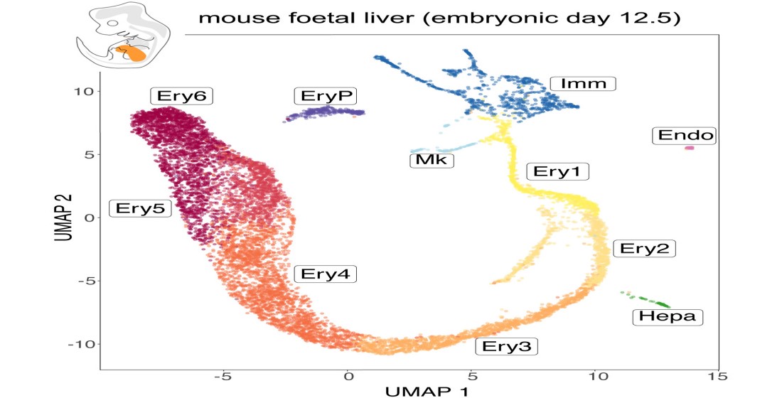 #recentlypublished #devbio
'A Refined Single Cell Landscape of Haematopoiesis in the Mouse Foetal Liver' by Ceccacci et al. #scRNA-seq #haematopoietic lineages 

mdpi.com/2211500 #mdpijdb via @JDBMDPI @ruhrberglab @fantinlab