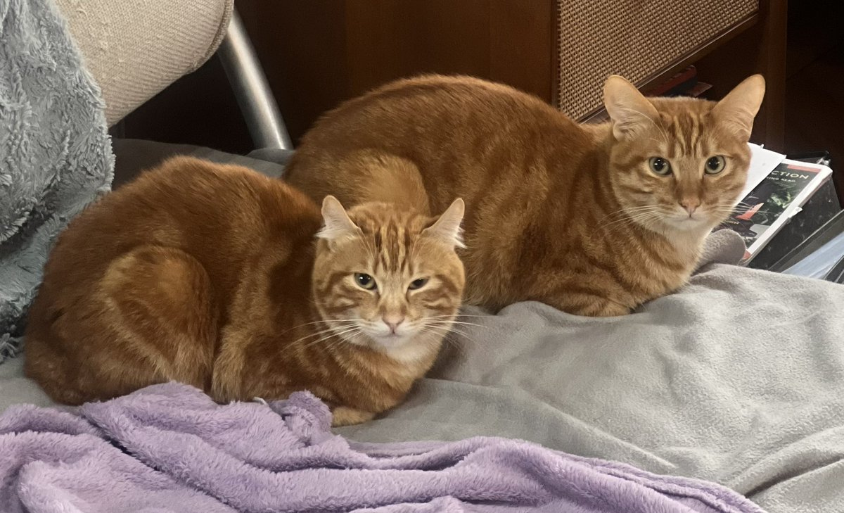 Stanleymarketcats tweet media
