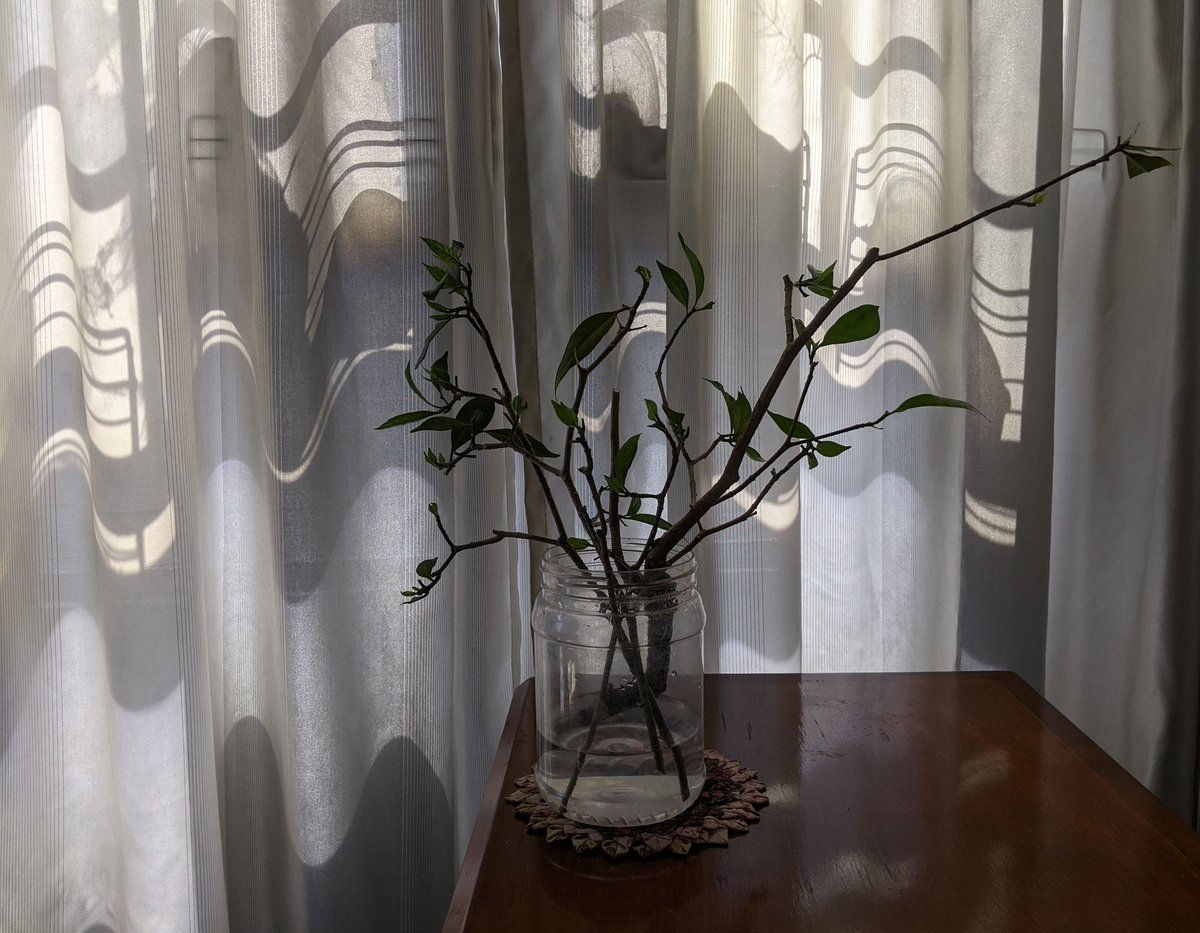 GM!
Took a walk in the morning with garden secateurs 
#Tabernaemontanadivaricata
#pinwheelflower