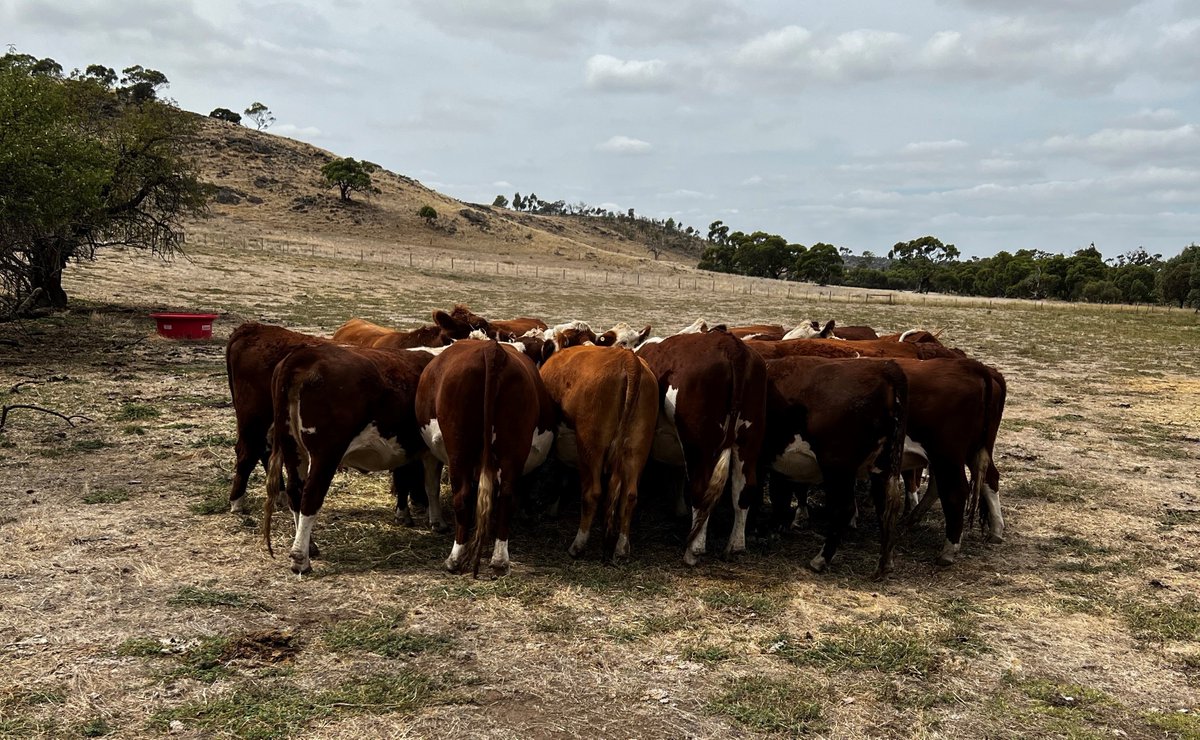 Next batch of heifers and recips to calve from any day now, struggling to fit around this round bale.