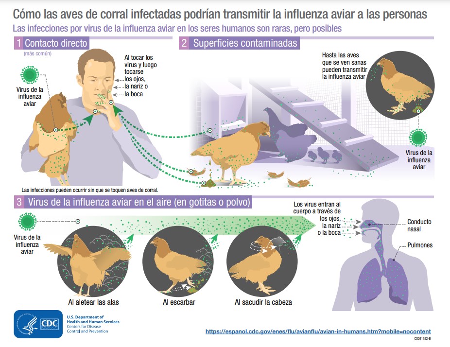 JaimeAcevedoMD's tweet photo. @ministeriosalud @SochinfOficial y @CDCespanol aclaren al @ministeriosalud que -como toda infección respiratoria- #InfluenzaAviar es una enfermedad transmisible por aerosoles respiratorios.

Siempre, junto con la comunicación de riesgo, debe estar la educación científica.

https://t.co/dk5AABv0I0 https://t.co/nNRBe0HeSo