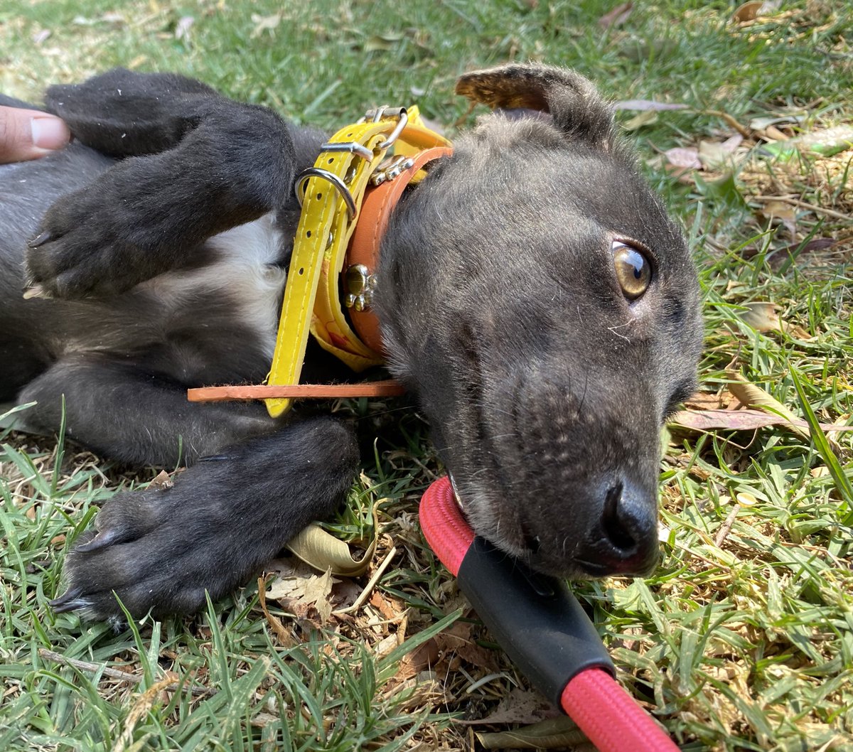 HELA_MORE's tweet image. Una Kisha bonita para alegrarles su tarde ❤️🐾🐶
Ya tiene algunas solicitudes y estamos analizando lo mejor para ella 💜
Por lo pronto sigue en adopción 💛
Les estaremos contando cómo va todo.