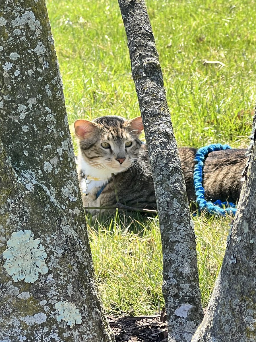 Enjoying Spring Day .. #WildlifeWednesday #CatsofTwittter