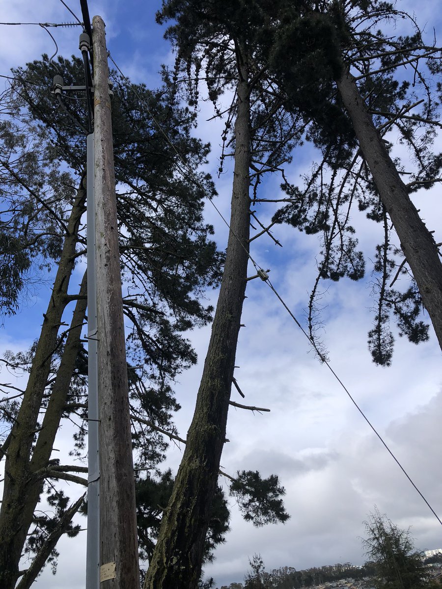 Fire companies on scene of a hazardous tree partially uprooted. Lake Merced Blvd in Daly City is closed from Glenwood Drive to John Muir Drive. Avoid the area!