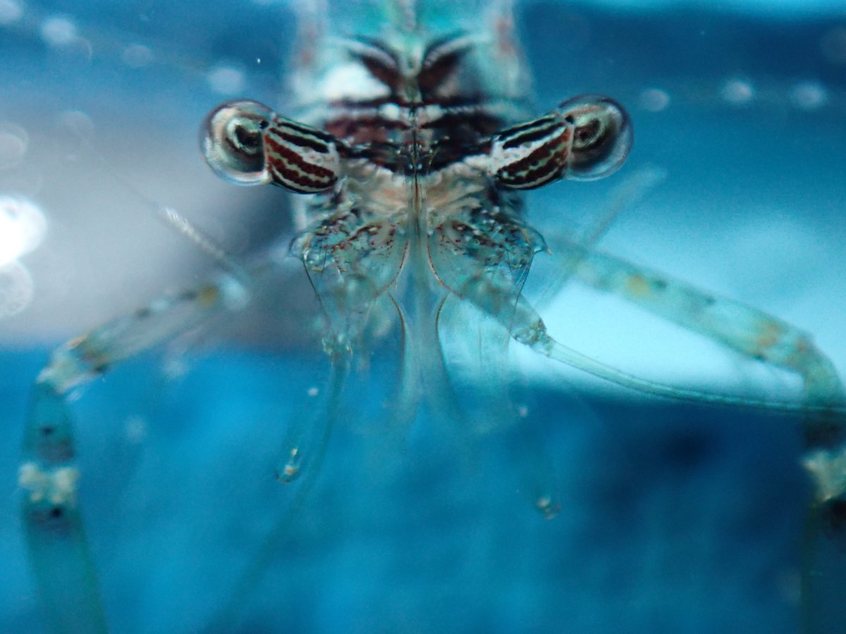 Kenny Wolfe (@kennylwolfe) on Twitter photo Our new paper in <a href="/Ecol_Evol/">Ecology and Evolution</a> reveals patterns in the movement and biomass of some of the tiniest communities on coral reefs, and what this might mean for future food webs <a href="/AmeliaDesbiens/">Amelia Desbiens</a> <a href="/petemumby/">Peter Mumby</a>
onlinelibrary.wiley.com/doi/10.1002/ec… Our new paper in <a href="/Ecol_Evol/">Ecology and Evolution</a> reveals patterns in the movement and biomass of some of the tiniest communities on coral reefs, and what this might mean for future food webs <a href="/AmeliaDesbiens/">Amelia Desbiens</a> <a href="/petemumby/">Peter Mumby</a>
onlinelibrary.wiley.com/doi/10.1002/ec…