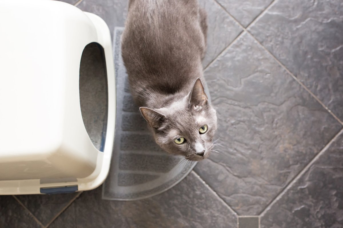 Feline Idiopathic Cystitis can cause discomfort, pain and bleeding for your cat. Learn more on our blog: bit.ly/3u97DaF