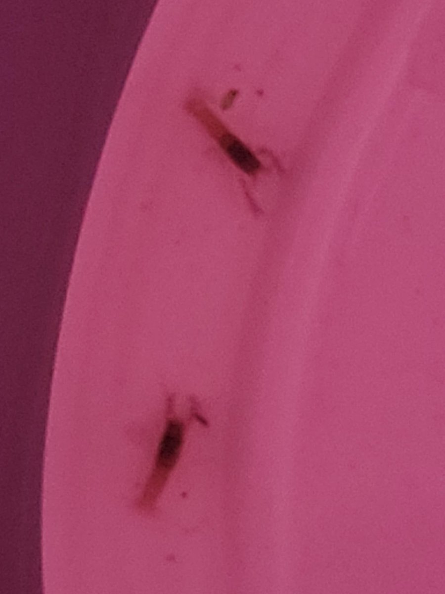 DominikaWalus's tweet photo. #Tereska🦞 #CheraxBoesemani🦞 delektuje się artemią.
Przy okazji uprzejmie donoszę, że została babcią. Jej córeczka szczęśliwie donosiła młode ☺️ (fot. 2-4 mini-Tereska, szczęśliwi rodzice i tyci-Teresiątka) 😂 https://t.co/i9TejyPuIC