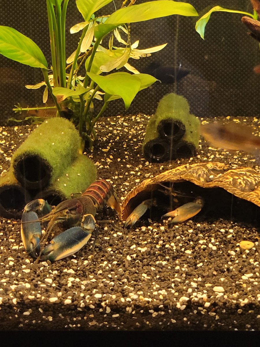 DominikaWalus's tweet photo. #Tereska🦞 #CheraxBoesemani🦞 delektuje się artemią.
Przy okazji uprzejmie donoszę, że została babcią. Jej córeczka szczęśliwie donosiła młode ☺️ (fot. 2-4 mini-Tereska, szczęśliwi rodzice i tyci-Teresiątka) 😂 https://t.co/i9TejyPuIC