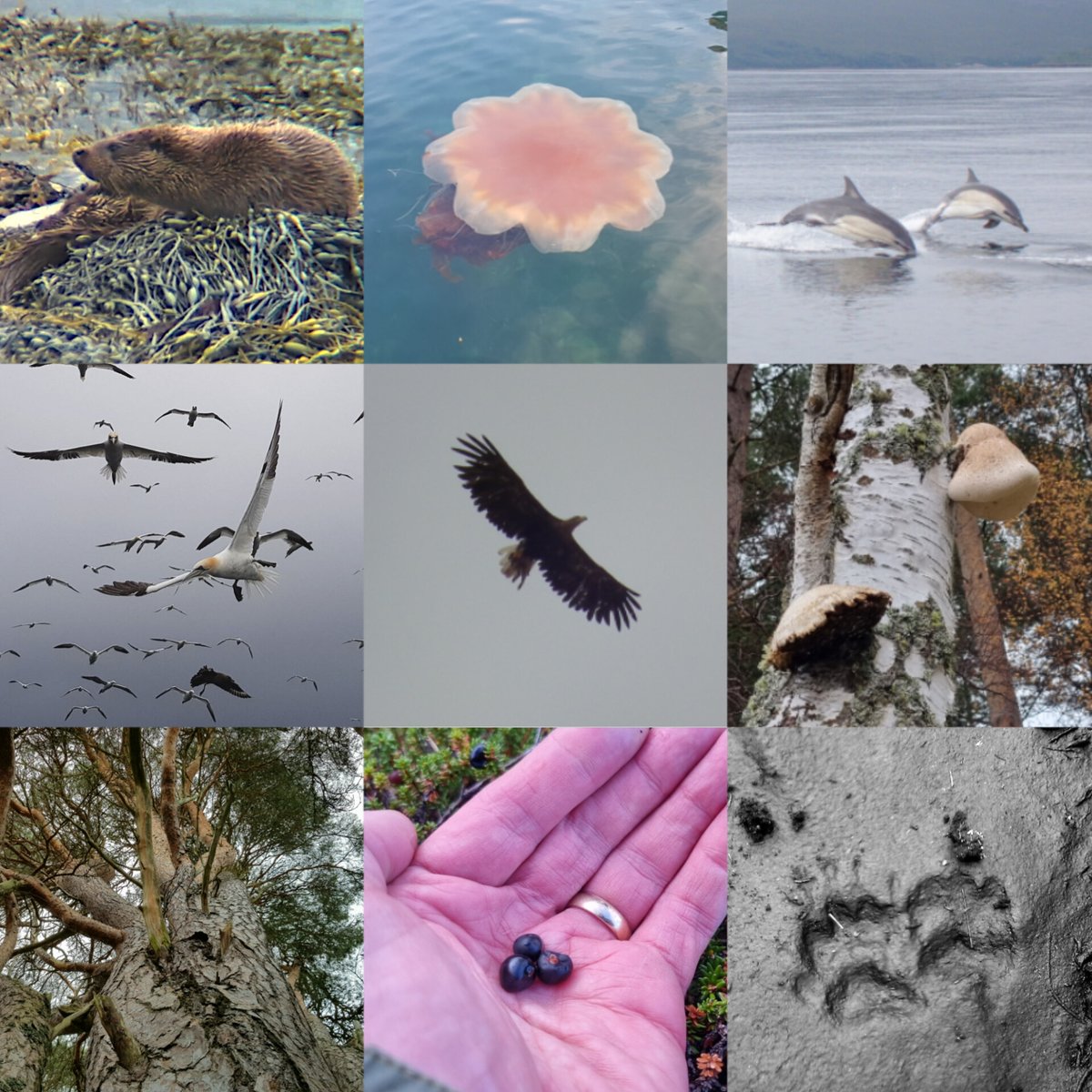 ArcGuiding's tweet photo. Plenty learning, chat, humour + Q's on yesterday's wildlife training workshop. I love running these and exploring how to do #wildlife #interpretation better. @TeamWilderness @froglifers @BDMLR @nature_scot #birding #wildlifephotography #Scotland @Love_plants @vikingoptical https://t.co/V21XnWvmkm