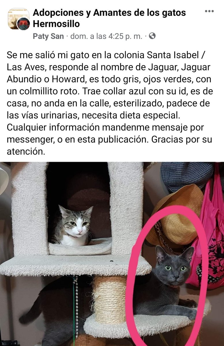 Sigue sin aparecer el Jaguar.
#Hermosillo #Sonora #Mexico #GatosPerdidos #Hmo #Hillo #MascotasPerdidasHermosillo