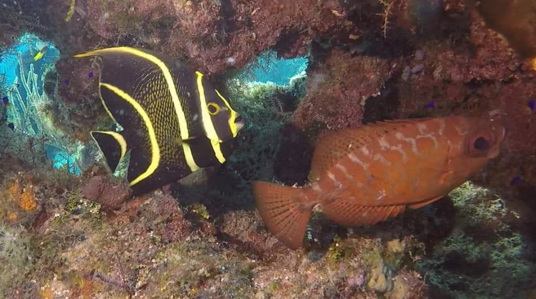 MarlinVaradero's tweet photo. 📸 Damuji Wreck Diving site, #Varadero, #Matanzas, #CubaUnica 🇨🇺 https://t.co/za3NKJmMtL