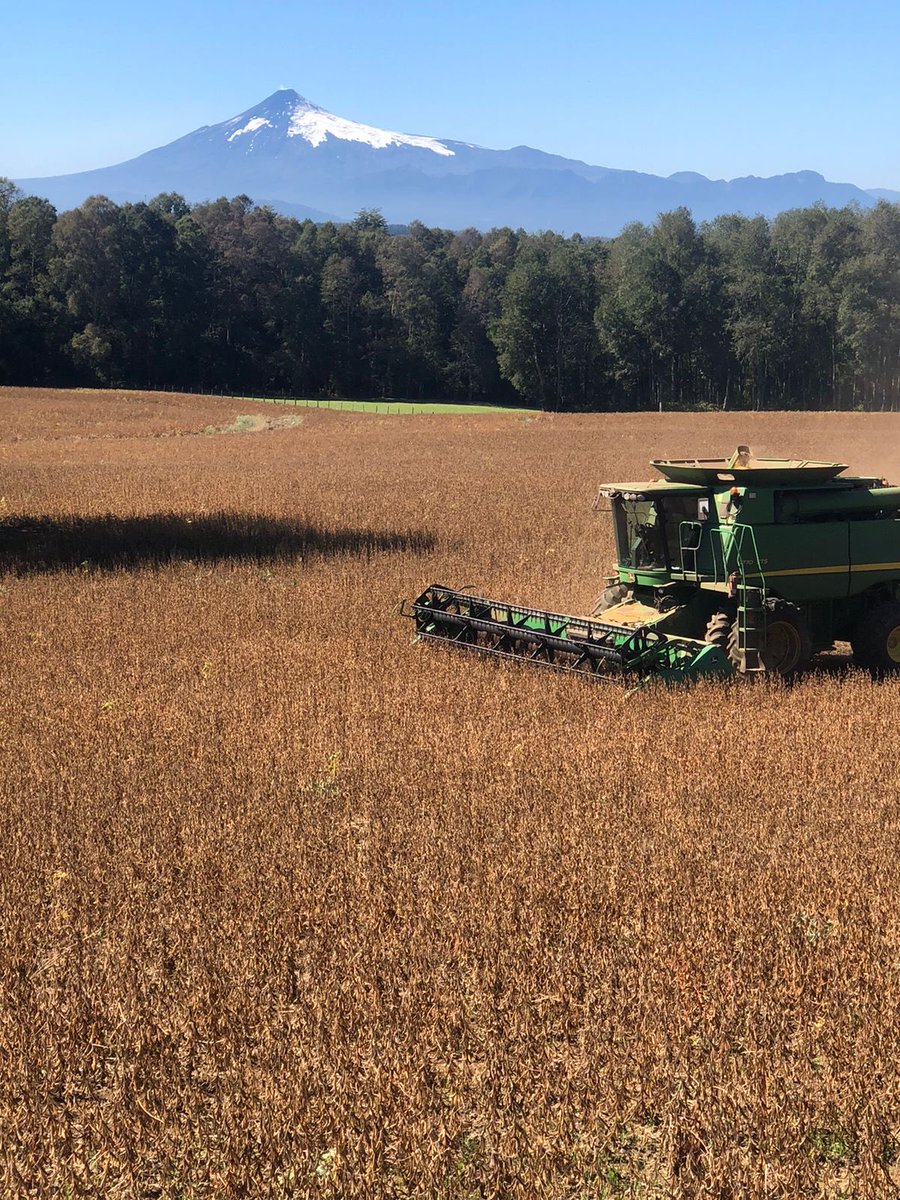 Un amigo me manda esta foto. Cosechando soja con el fondo del volcán Villarrica, al sur de Temuco (Chile). Paralelo 40. Quizá sea la soja más austral del mundo. Las del Valle de Río Negro andan en esa latitud.