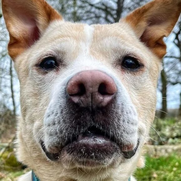 Animal Adoptions UK 🐕‍🦺🐈🐎❤️ tweet media