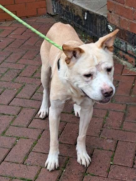 Animal Adoptions UK 🐕‍🦺🐈🐎❤️ tweet media