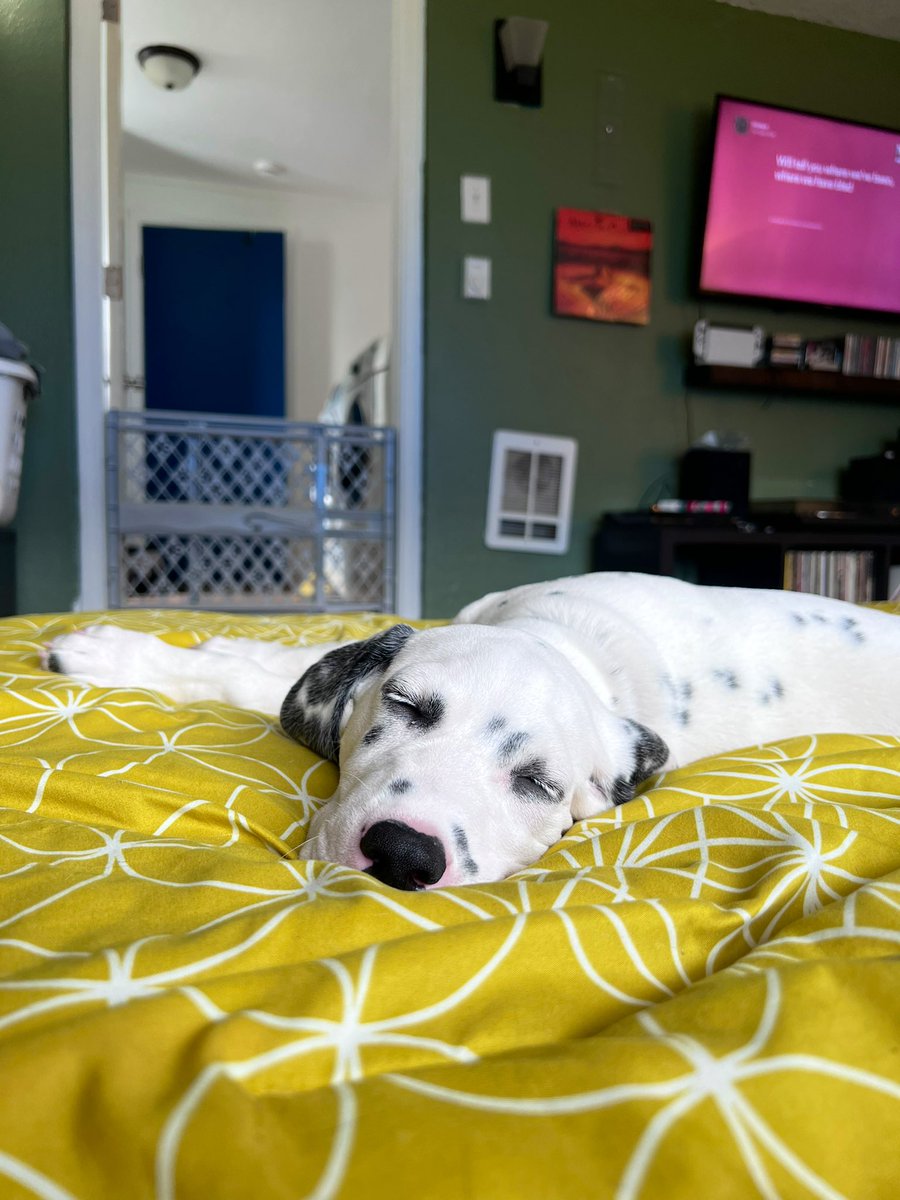 rap_putin's tweet photo. lazy day in https://t.co/zAbJcX40A2