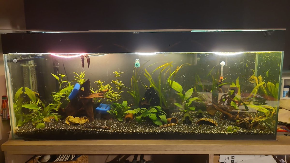 DominikaWalus's tweet photo. Btw, Samancie udało się mieć ładnie obsadzony roślinami zbiornik (500L), co w obecności #cherax🦞 jest rzadkim zjawiskiem. Oto, jak tego dokonała 😂 https://t.co/WveCNEnNND