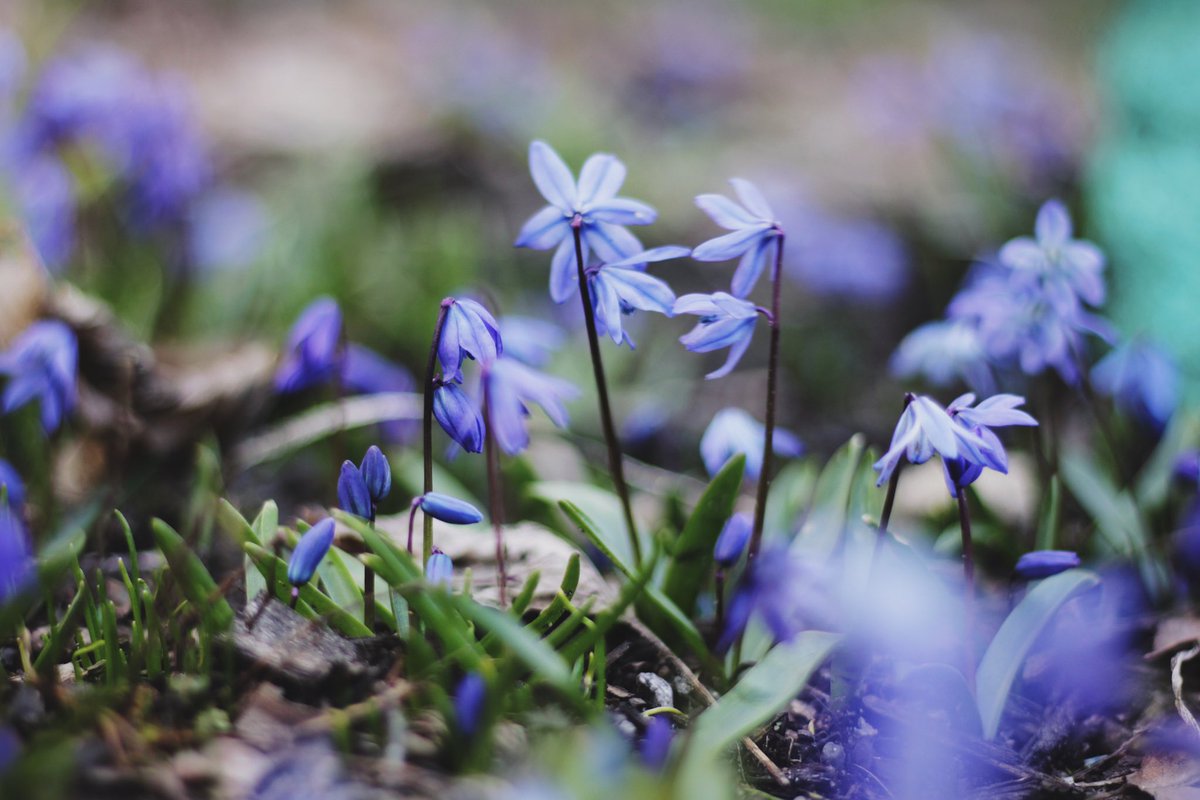 Dawn Olsen tweet media