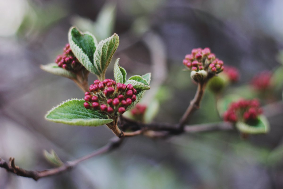 Dawn Olsen tweet media