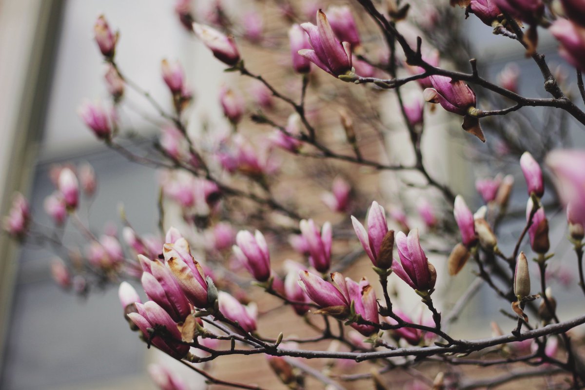 Dawn Olsen tweet media