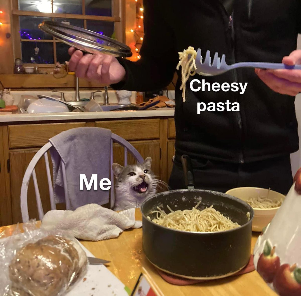 cats who share one braincell (@catbraincell) on Twitter photo 