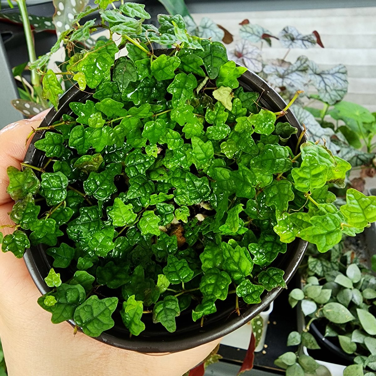 chfhrzhd's tweet photo. 🌿 제주 애기모람 
1분 추첨 예정입니다 https://t.co/wlyD9wqzkP