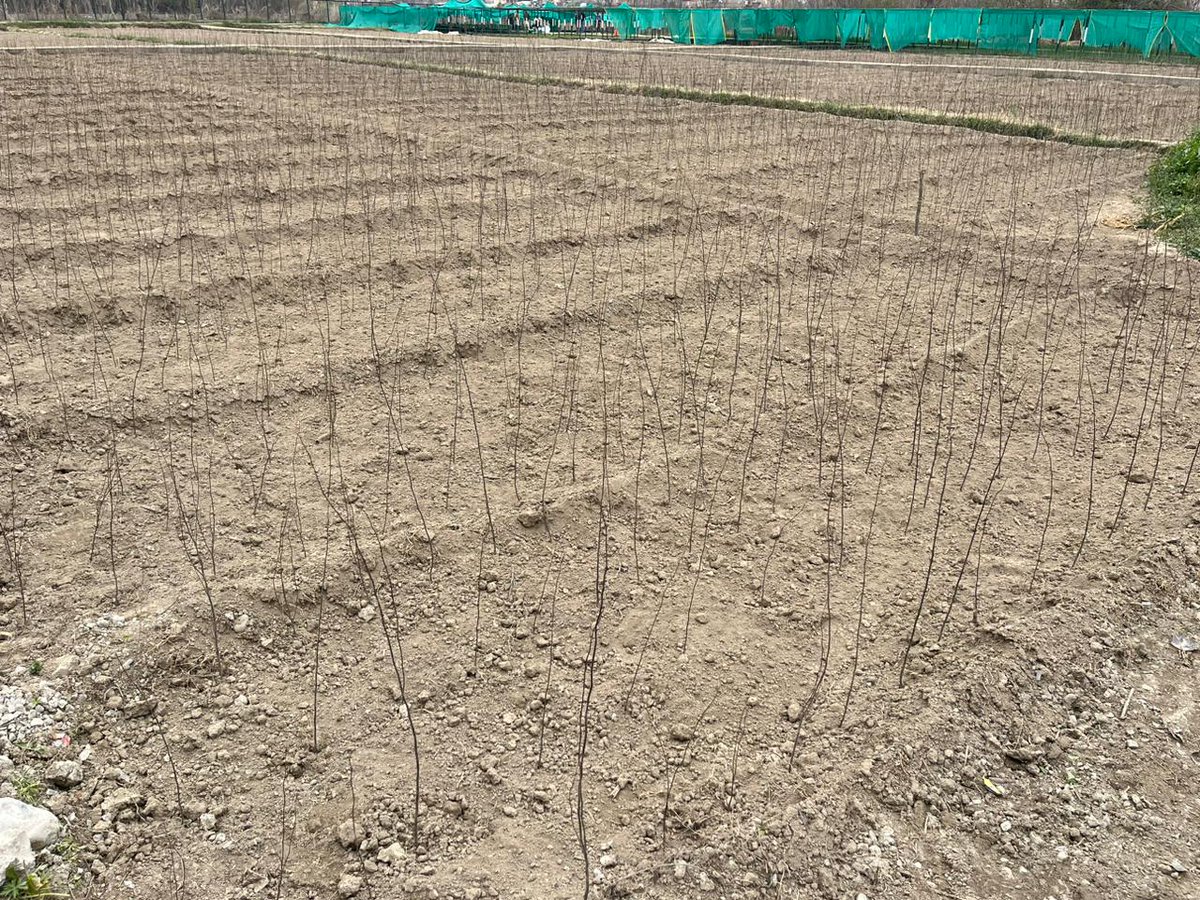 IRFAN2040's tweet photo. Jammu and Kashmir Forest Department is raising native #broadleaved species in its #nurseries in South Kashmir to help in ecological restoration of Degraded Forest Areas &amp; local livelihood generation.
@OfficeOfLGJandK
@ndtvindia @moefcc
@diprjk https://t.co/MnkFdjR9EG