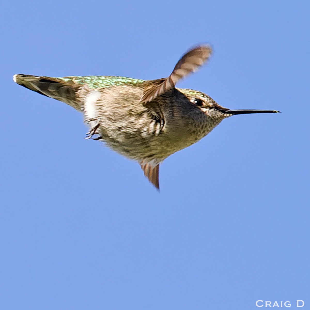 onebager's tweet photo. Anna’s Hummingbird in flight 🛍️ #travel #onebagger #travelgear src: https://t.co/6yHONQJ6qN https://t.co/g5o1DFGVXp