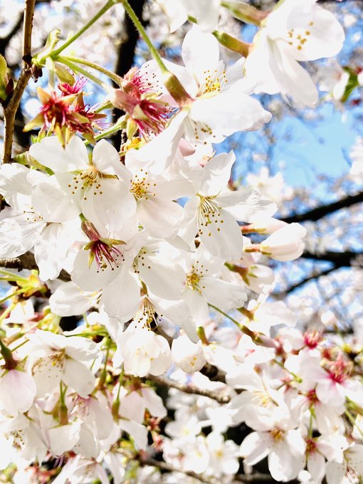 桜が雨見たいに散ってる…また来年 