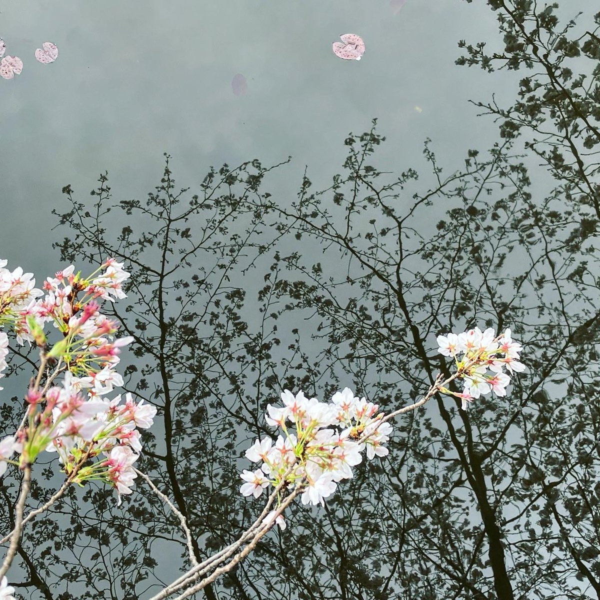 yow_f's tweet image. みなもの世界 at 善福寺公園 下池
［2023.3.28］
photo 1/6-3/6
#cherryblossom #flowerviewing
#cherryblossomviewing #花見 #善福寺公園
