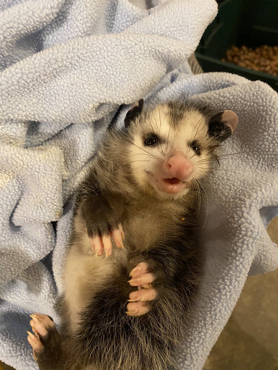 Possumeveryhour.io (@possumeveryhour) on Twitter photo 