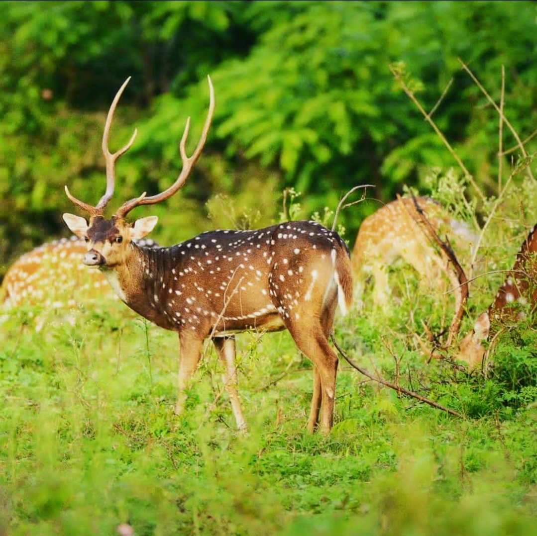 #Sathyamangalam Tiger Reserve is a protected area and tiger reserve in the Eastern Ghats in the Erode District of the Indian state of Tamil Nadu. It has a tiger population of 83 individuals and a leopard population of 111 .Total elephant count is around 800 - 1000 in 2012 census.