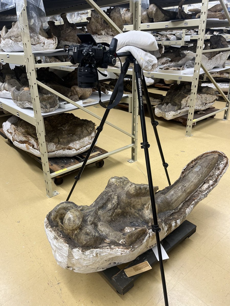 We’ve been <a href="/AMNH/">American Museum of Natural History</a> studying their beautiful gomphothere collections this week, the topic of Blue’s MSc thesis. #CMNPalaeo <a href="/MuseumofNature/">Museum of Nature</a>