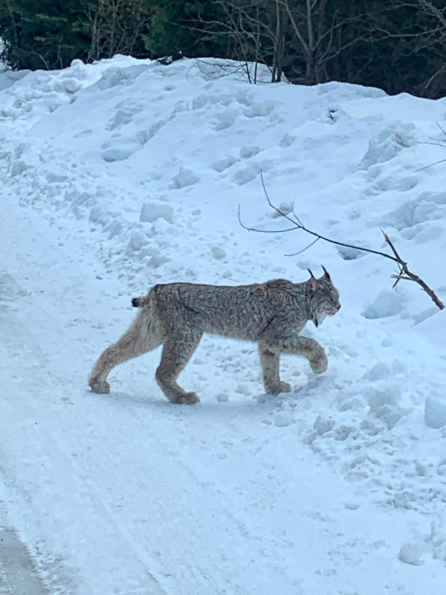Manningpark's tweet image. Today we celebrate #WildWednesday by featuring the beautiful and wild spirits we share this stunning place with...and those not so wild 😉 furry kids that love Manning Park.

Wild 📸 Derrick Robertson
Not so Wild &apos;Chance&apos; 📸 Bobbi Sarai Tanguay

#manningpark #wildlife #doglife