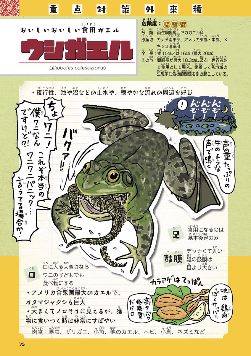 2、なぜそこら中に?
https://t.co/YKcCTmCvoR
🐸ウシガエルの餌として輸入されたものが逃げ出し、自然分散のほか、意図的な放流により日本各地に定着したとされる。一方で、生息情報のない水域もかなり残されている。

ウシガエルの紹介は、#外来いきもの図鑑 より抜粋。
https://t.co/2SS7bR3xPd 