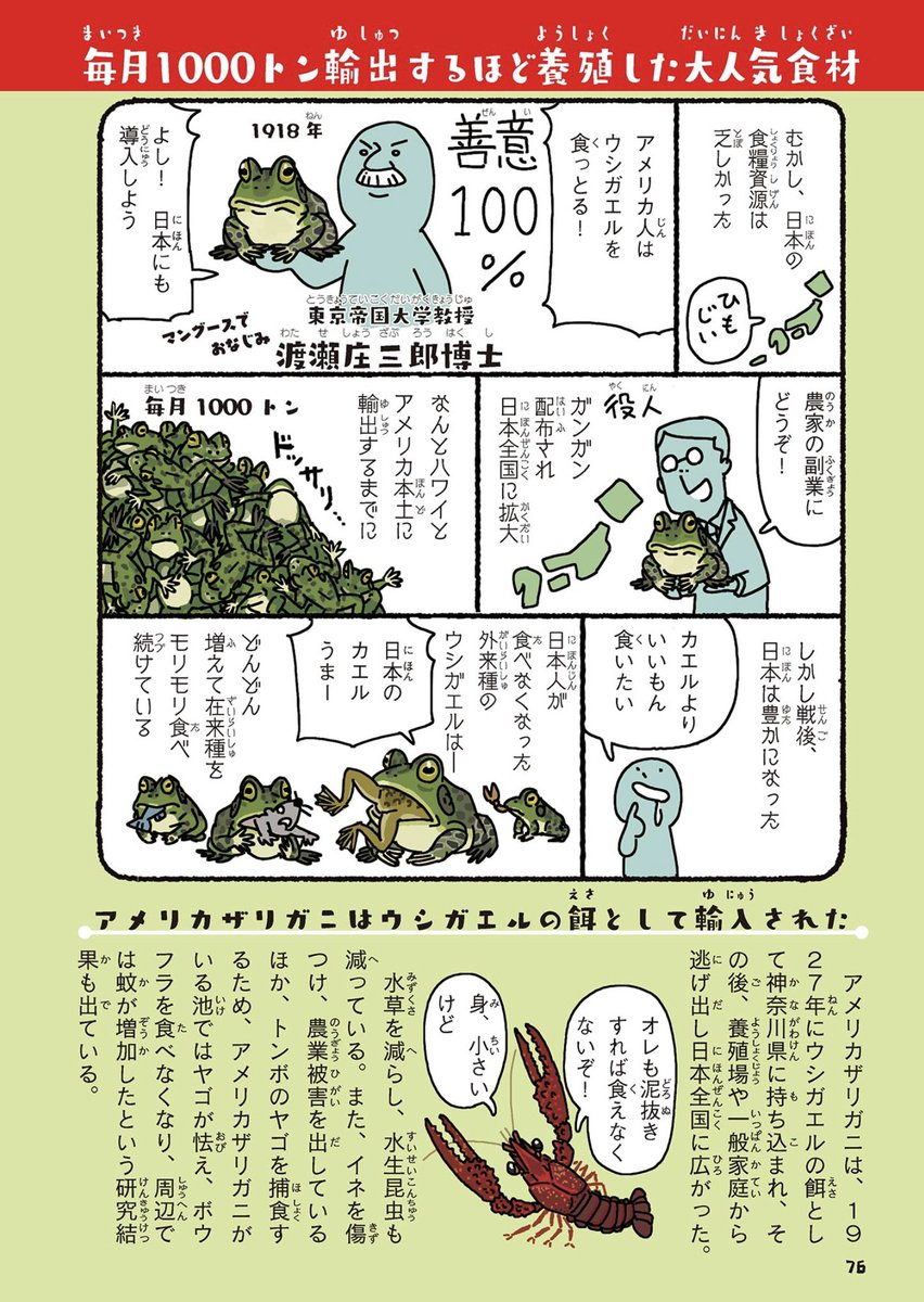 2、なぜそこら中に?
https://t.co/YKcCTmCvoR
🐸ウシガエルの餌として輸入されたものが逃げ出し、自然分散のほか、意図的な放流により日本各地に定着したとされる。一方で、生息情報のない水域もかなり残されている。

ウシガエルの紹介は、#外来いきもの図鑑 より抜粋。
https://t.co/2SS7bR3xPd 