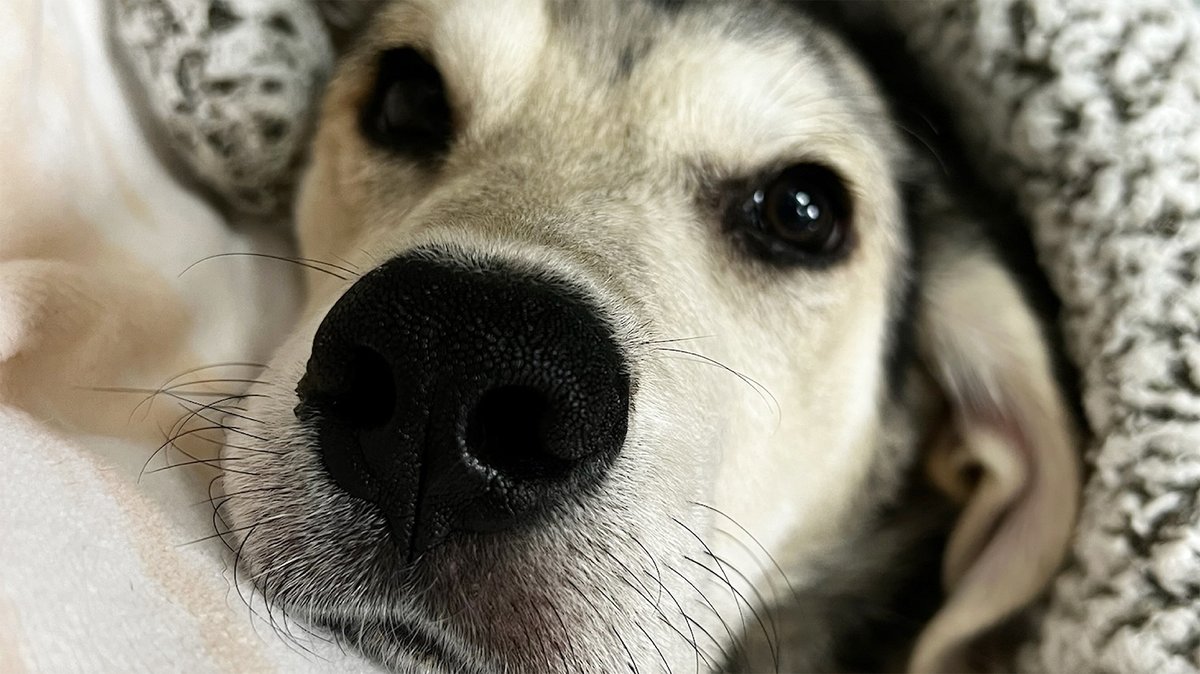VCAPetHealth's tweet photo. If your dog is whimpering, growling, or moving in their sleep, they're probably dreaming.
But have you ever wondered what they're dreaming about? #vcapets
STORY: https://t.co/SR6kz9DgQq https://t.co/OZYh0DpoTM