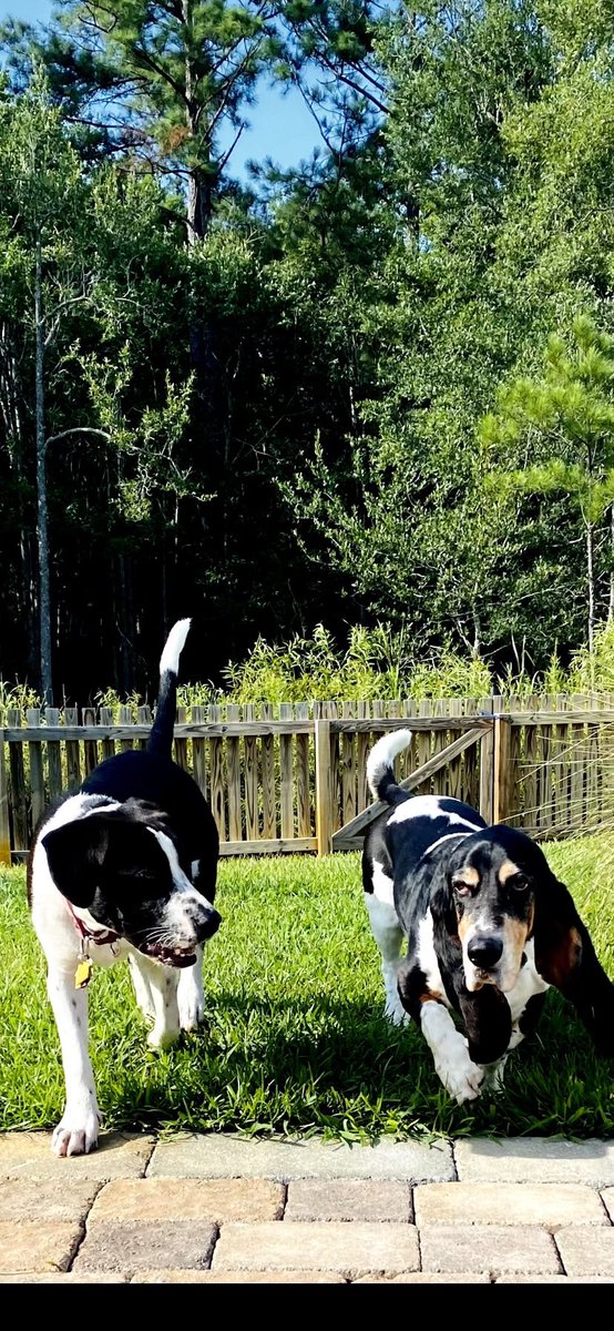 KRAZYKENZIEDOG's tweet photo. @CourtneyBSumme1 @Phil_Sledge Hereโs my crew of rescues!
Otis the Basset
BeBe the kitten
Dakota the mix
Kinzie the pit mix
LuLu the fat pig!
#RescueDogs
#AdoptDontShop
#SaveAPet https://t.co/7Ep0vixDgL