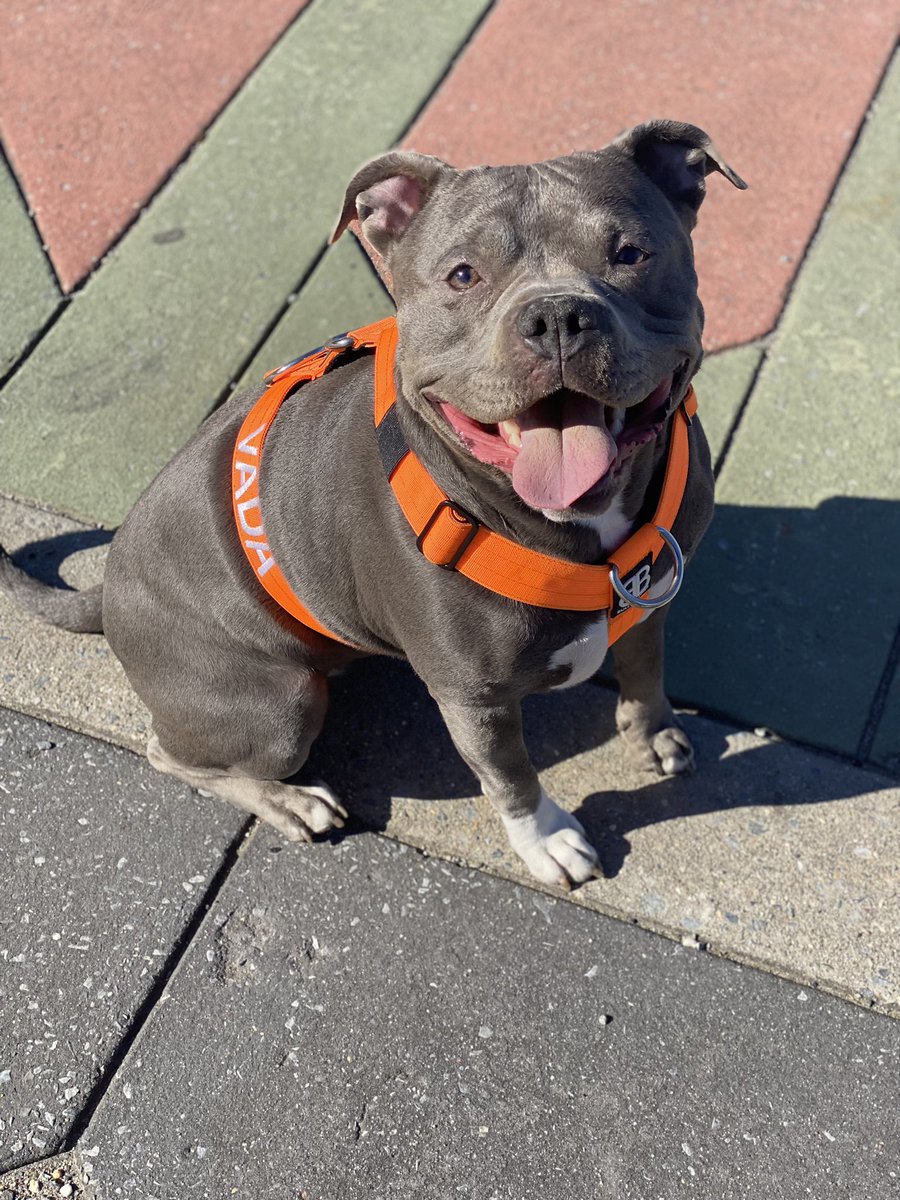 New harness alert !!! 
Only the best for my ladies #Dogsarefamily  #DogsofTwittter
