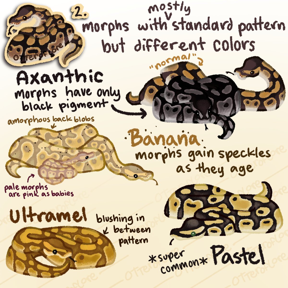 otteroflore's tweet image. my ball python morph chart but on twitter! #ballpythons 1/3