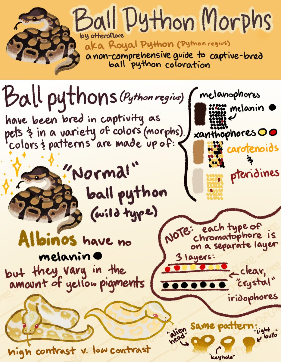 otteroflore's tweet image. my ball python morph chart but on twitter! #ballpythons 1/3