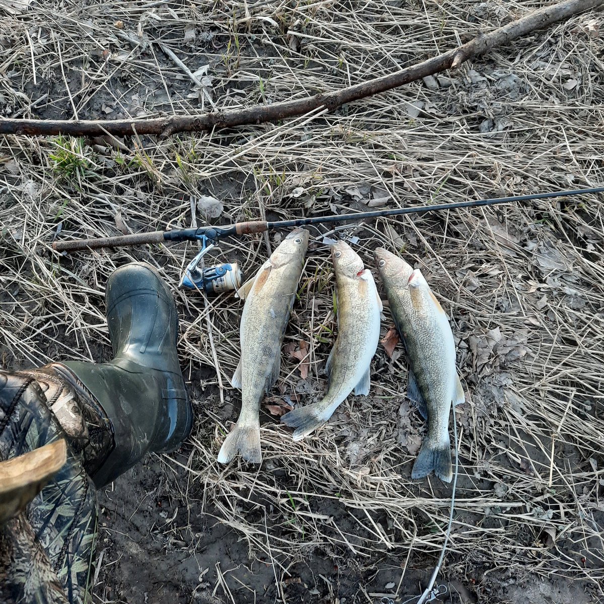 BobFalkenstein's tweet photo. Another batch from the #mightymaumee #walleyerun Some nice jacks tonight. River chalked up a Beastie Boys vibe tonight. https://t.co/YqZuga46Xt