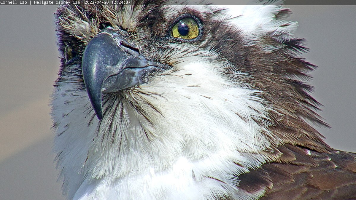 HellgateOsprey's tweet photo. 3/30 Good Morning, #CHOWS! Nothing like seeing the Queen first thing in the morning to get your day started right. Just one day left before we begin Iris Watch. Keep up those pure thoughts &amp; prayers.
#BeAnIris
#HellgateOsprey https://t.co/U7y6nfeObn