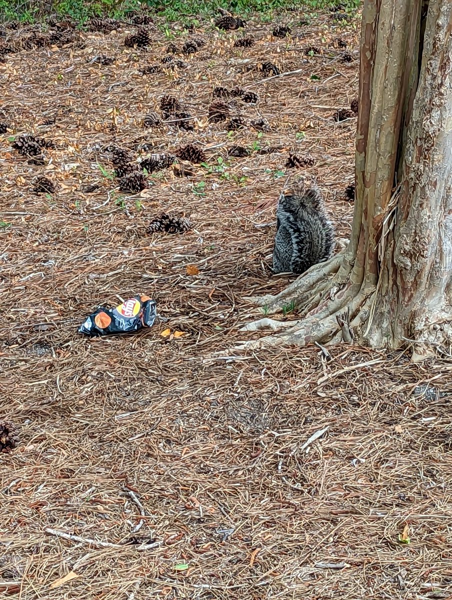 WepatGolf's tweet photo. Tragedy strikes as squirrel takes AKA John Smith's chips on the course, causing famine amongst the Wormburners https://t.co/wvp4QKL83u